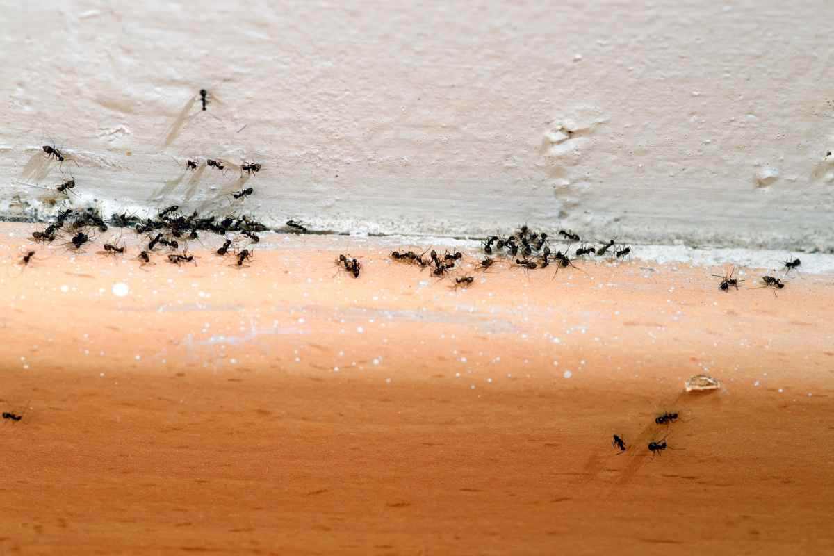 Da dove sbucano le formiche in bagno?
